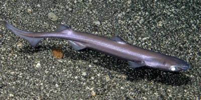 Sagrì Etmopterus spinax