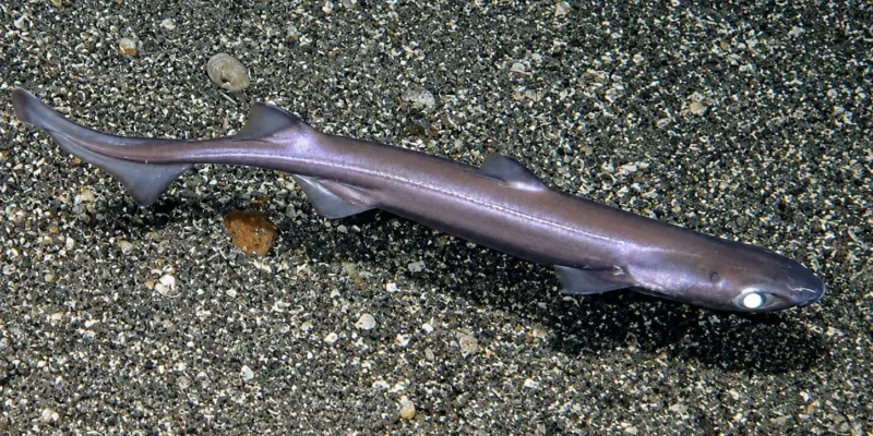 Sagrì Etmopterus spinax