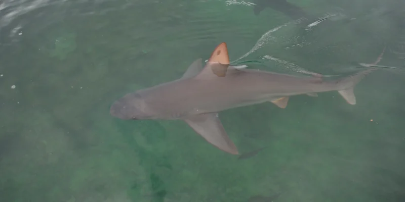 Squalo grigio vicino alla superficie a Kāneʻohe, Hawaii