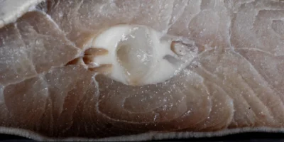 Sezione trasversale di carne di squalo con cartilagine bianca visibile