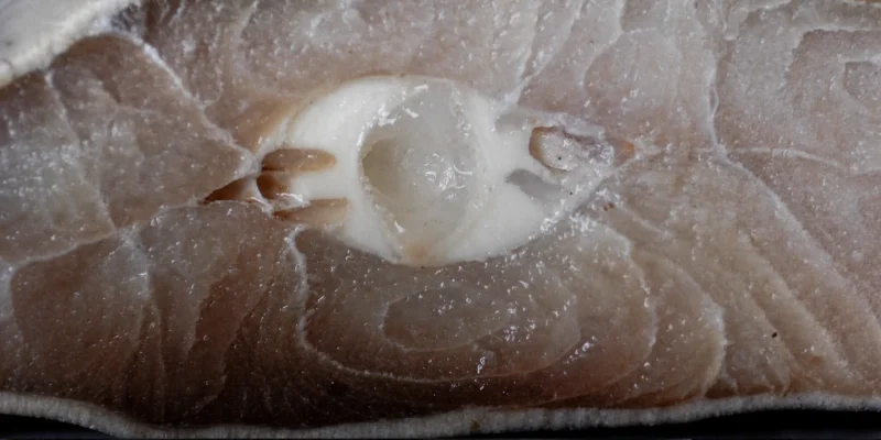 Sezione trasversale di carne di squalo con cartilagine bianca visibile