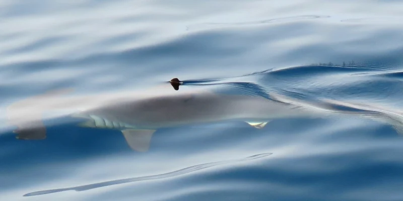 Squalo martello liscio (Sphyrna zygaena) alla superficie del mare