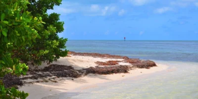 Spiaggia sabbiosa, mangrovie e acque basse a Boca Grande Key, nelle Florida Keys