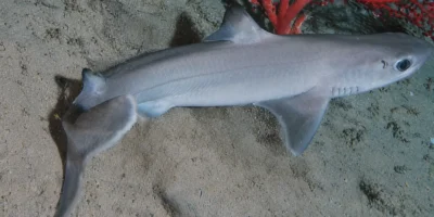 Spinarolo cubano Squalus cubensis su fondale sabbioso con corallo rosso