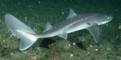 Spinarolo del Pacifico Squalus suckleyi