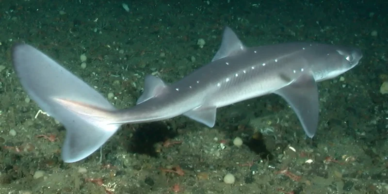 Spinarolo del Pacifico Squalus suckleyi