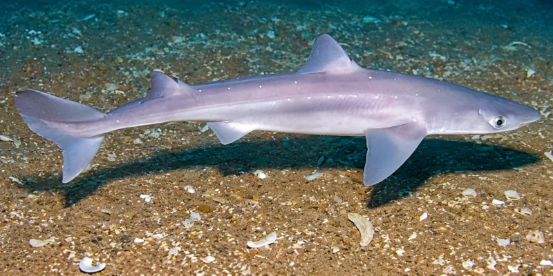 Spinarolo Squalus acanthias sopra la sabbia