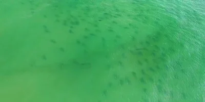 Veduta aerea di un grande raggruppamento di squali nelle acque verdi al largo di Masonboro Island