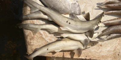 Squali sbarcati al mercato del pesce di Kakinada, India