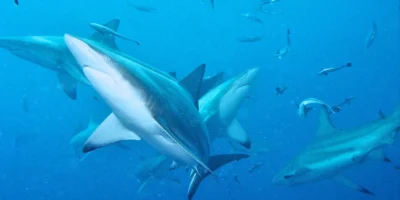 Diversi squali pinna nera nuotano in acque blu