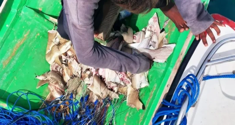 Squali tagliati su un peschereccio