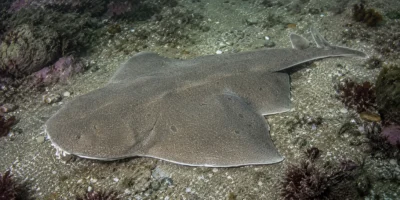 Squalo angelo di Guggenheim Squatina guggenheim su un reef sabbioso
