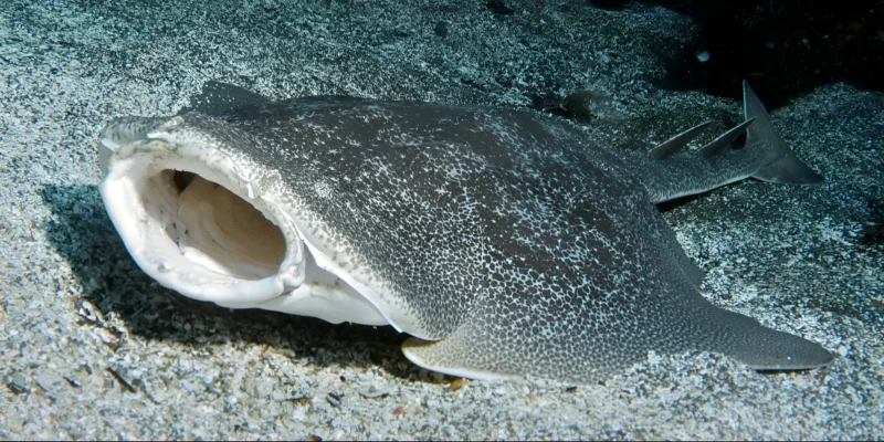 Squalo angelo giapponese Squatina japonica nella sabbia con la bocca aperta