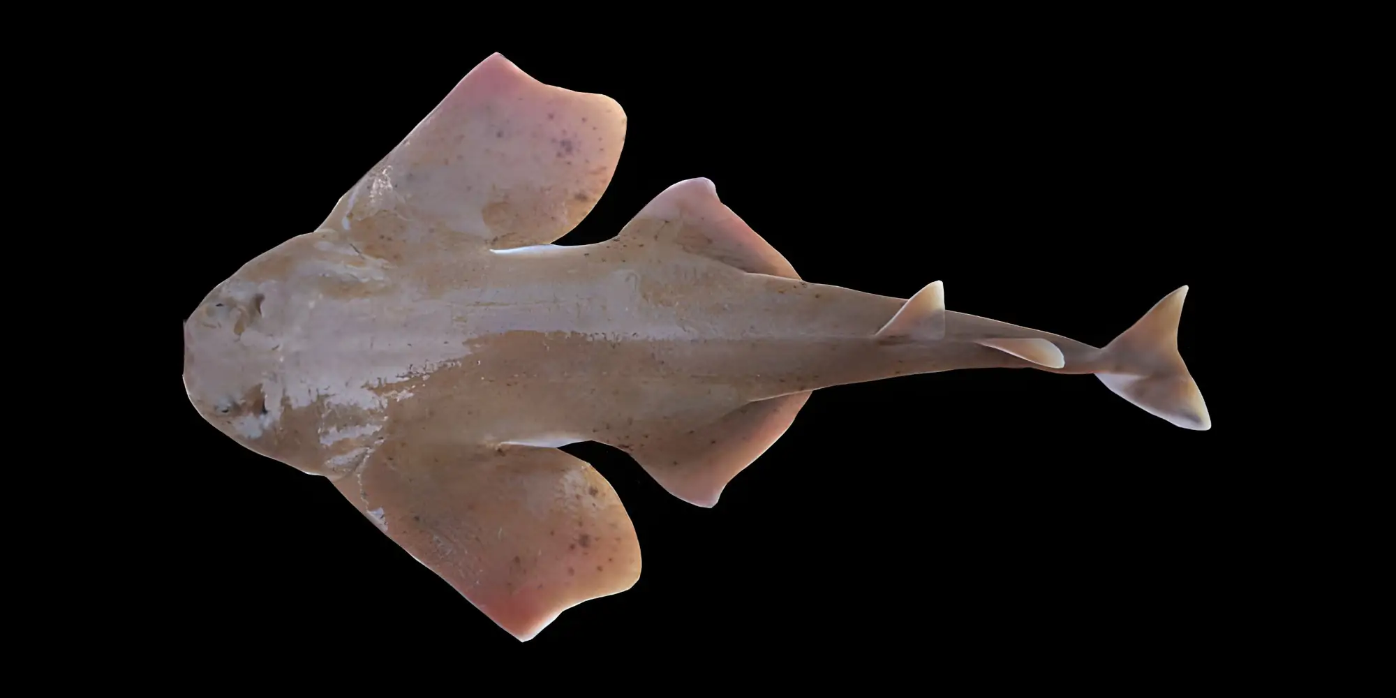 Squalo angelo messicano Squatina mexicana