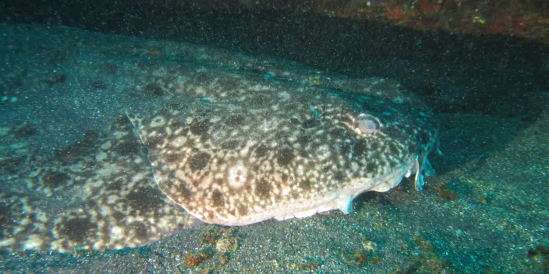 Testa e corpo dello squalo angelo nebuloso Squatina nebulosa