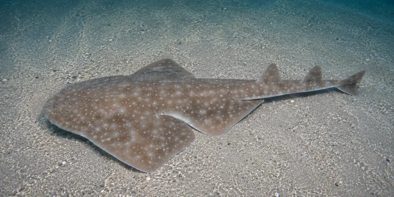 Squalo angelo orientale Squatina albipunctata sulla sabbia