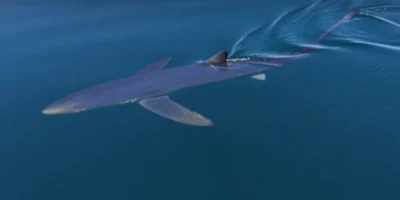 Squalo azzurro che nuota vicino alla superficie del mare al largo di Almuñécar