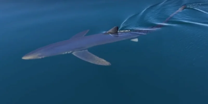 Squalo azzurro che nuota vicino alla superficie del mare al largo di Almuñécar