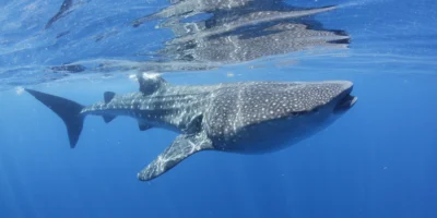 Squalo balena vicino alla superficie al largo di Isla Mujeres