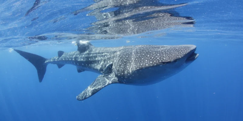 Squalo balena vicino alla superficie al largo di Isla Mujeres