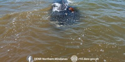 Squalo balena morto (Rhincodon typus) in acque costiere poco profonde al largo di Bolisong