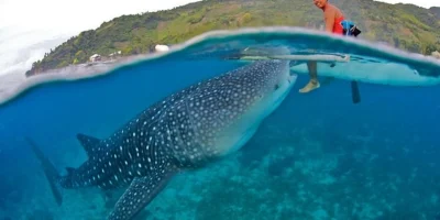 Squalo balena che nuota appena sotto la superficie al largo di Oslob, Cebu