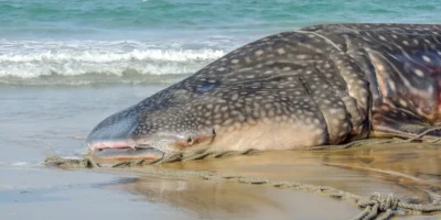 Squalo balena spiaggiato su una spiaggia