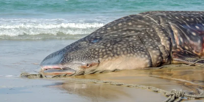 Squalo balena spiaggiato su una spiaggia