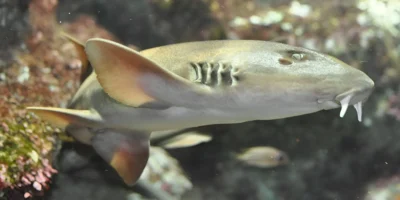 Squalo bambù grigio Chiloscyllium griseum a Oceanopolis