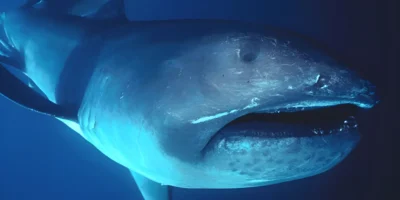 Squalo bocca grande Megachasma pelagios in mare aperto