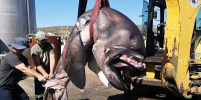 Squalo bocca grande di St Helena Bay trasportato con un escavatore