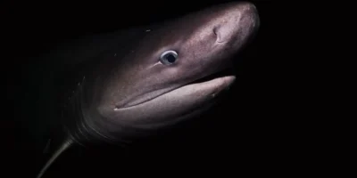 Primo piano di uno squalo capopiatto al largo dell’isola di Vancouver in Canada