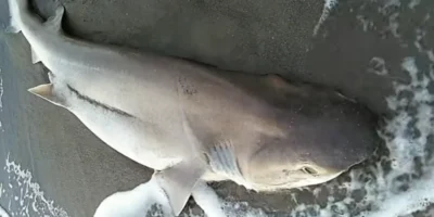 Squalo capopiatto sulla spiaggia di Follonica Squalo capopiatto sulla spiaggia di Follonica