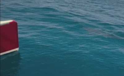 Squalo accanto a un catamarano al largo della costa atlantica del Portogallo