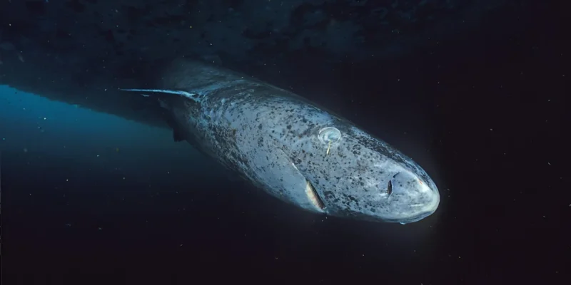 Squalo della Groenlandia Somniosus microcephalus