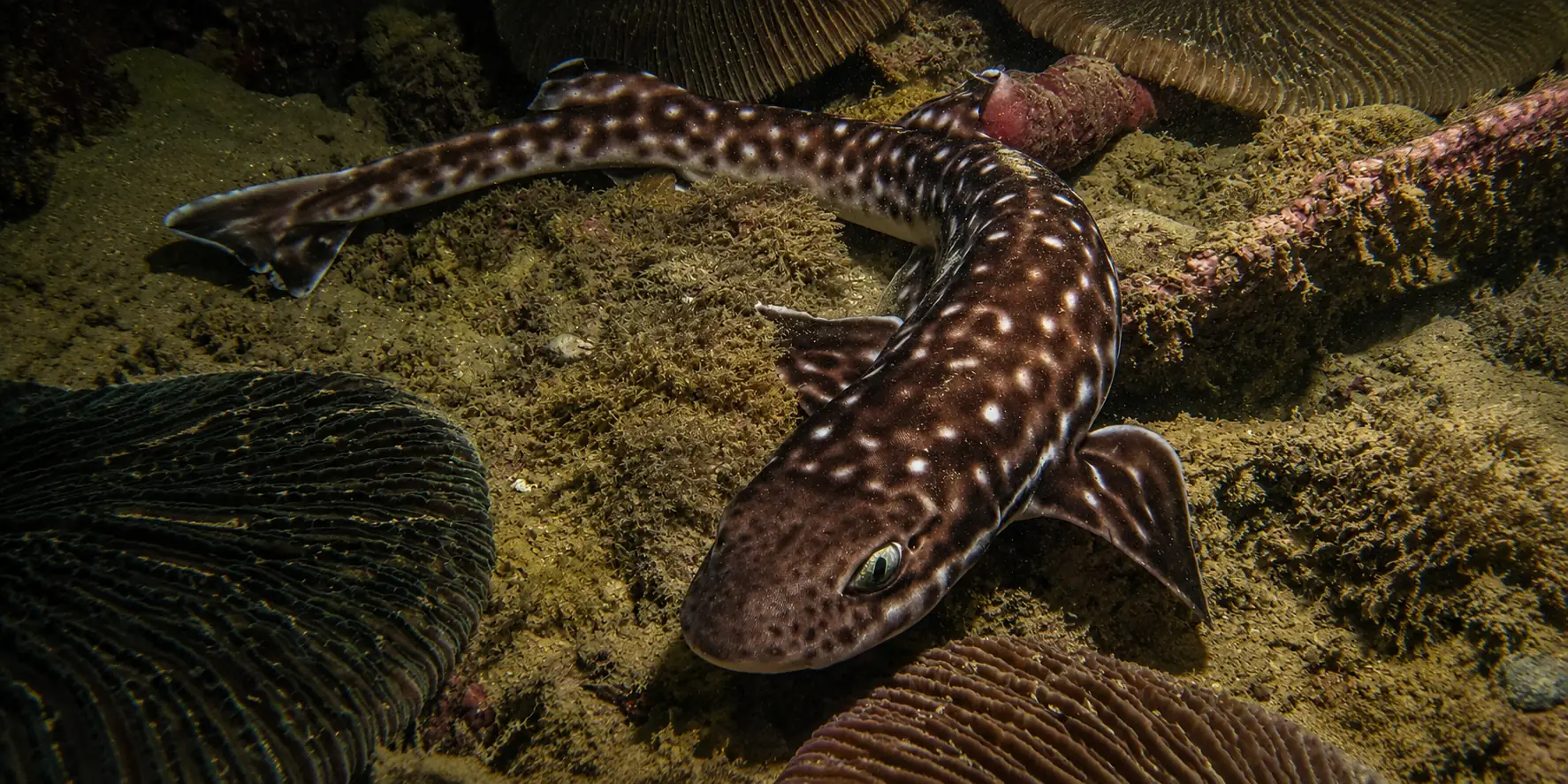 Squalo gatto corallo Atelomycterus marmoratus tra i coralli