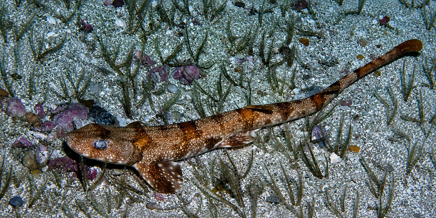 Squalo gatto vipera Haploblepharus edwardsii sul fondale