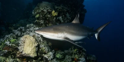 Squalo grigio di barriera Carcharhinus amblyrhynchos