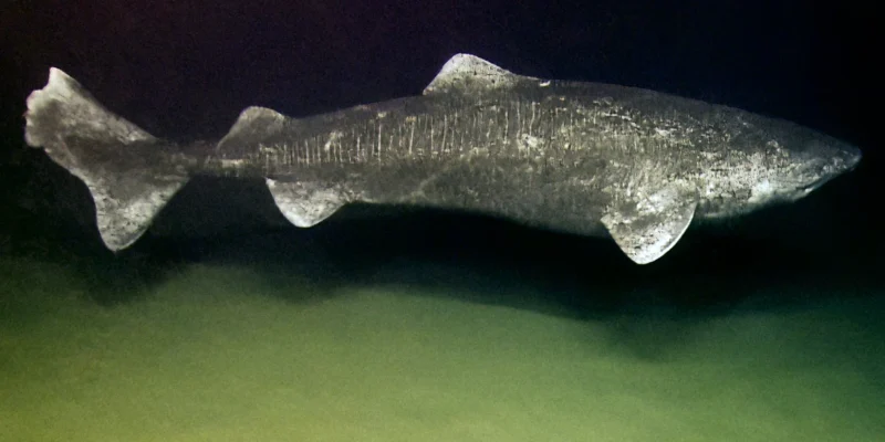 Squalo della Groenlandia (Somniosus microcephalus) in acque profonde