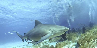 Squalo leuca (Carcharhinus leucas) sopra il fondale alle Bahamas