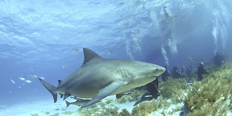 Squalo leuca (Carcharhinus leucas) sopra il fondale alle Bahamas