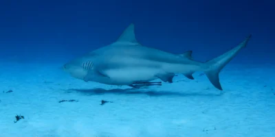 Squalo leuca Carcharhinus leucas che nuota sulla sabbia a Playa del Carmen