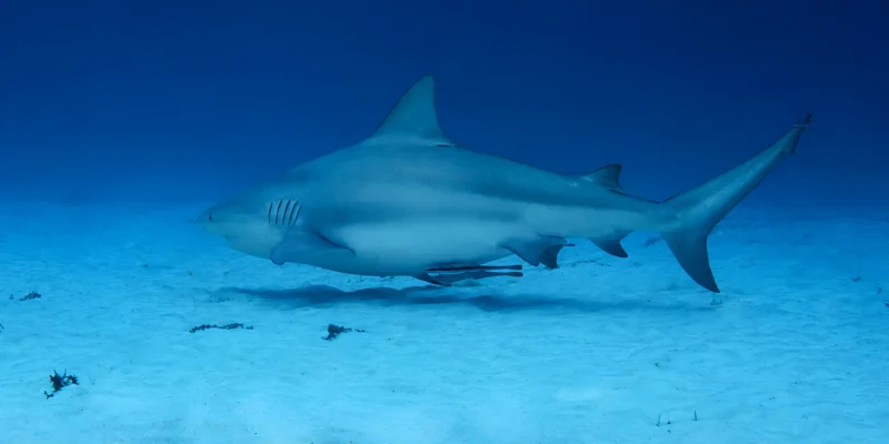 Squalo leuca Carcharhinus leucas che nuota sulla sabbia a Playa del Carmen