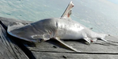 Squalo martello a becco di pala - Sphyrna alleni