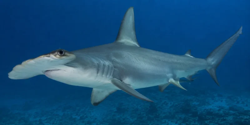 Squalo martello liscio Sphyrna zygaena