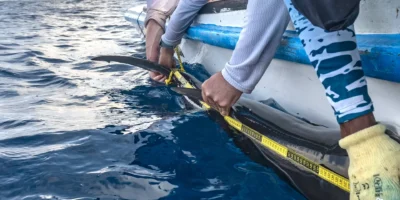 Squalo martello liscio Sphyrna zygaena misurato da Greenpeace accanto a un gommone