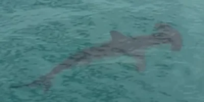 Squalo martello che nuota in acque basse accanto al Malibu Pier