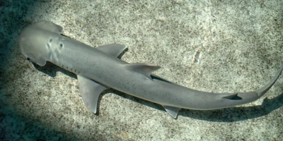 Squalo martello a testa di pala del Pacifico (Sphyrna vespertina)