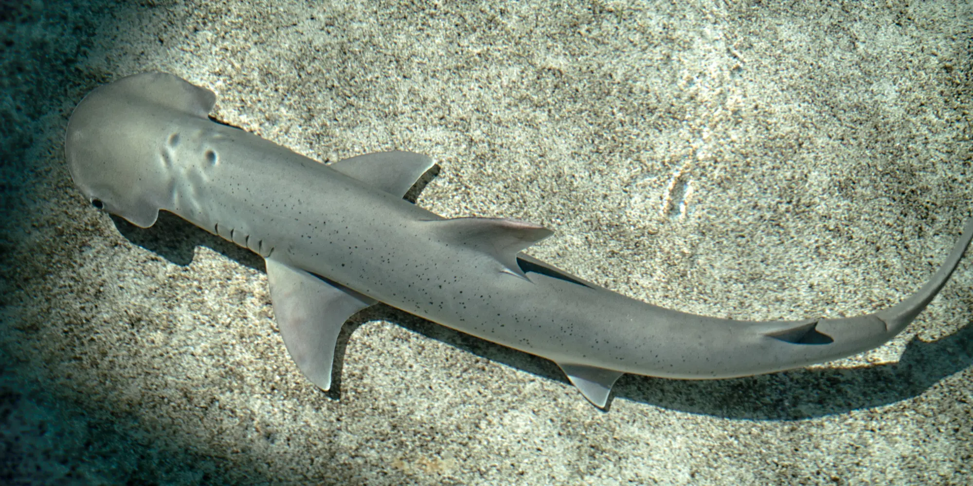 Squalo martello a testa di pala del Pacifico (Sphyrna vespertina)