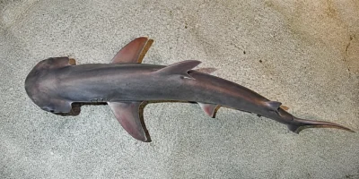 Squalo martello dalla testa a berretto (Sphyrna tiburo) visto dall’alto sul fondo chiaro di un acquario